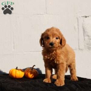 Vienna, Mini Goldendoodle Puppy